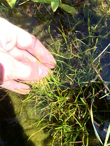 Limosella australis (delta mudwort) - L'Île-d'Orléans, Québec, Canada