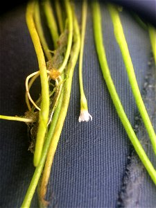 Limosella australis (delta mudwort) - L'Île-d'Orléans, Québec, Canada