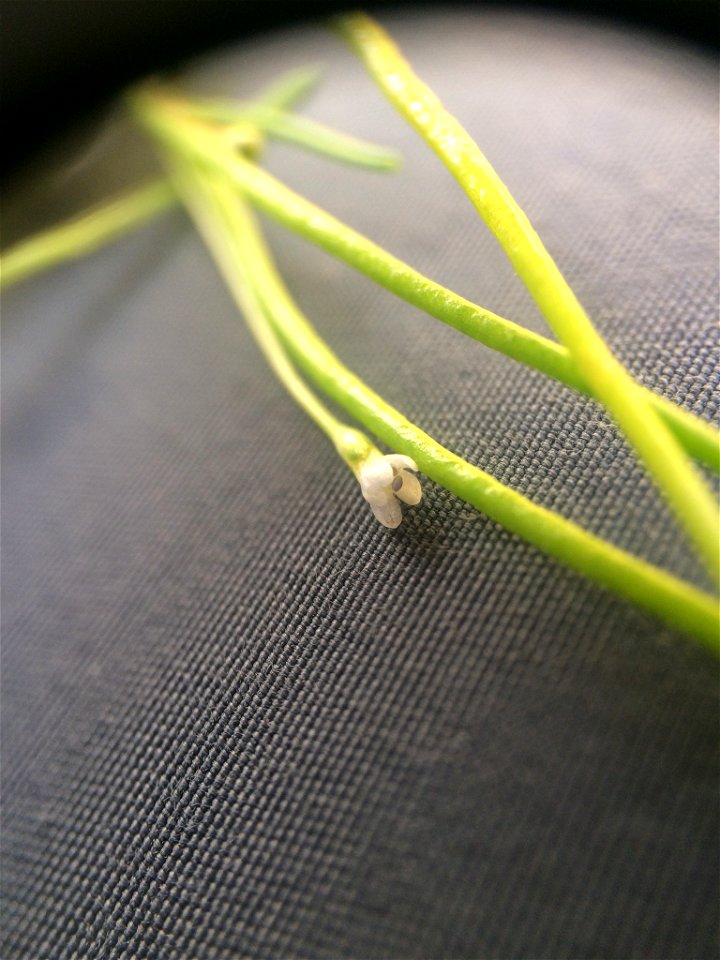 Limosella australis (delta mudwort) - L'Île-d'Orléans, Québec, Canada