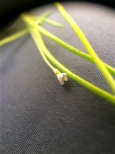 Limosella australis (delta mudwort) - L'Île-d'Orléans, Québec, Canada
