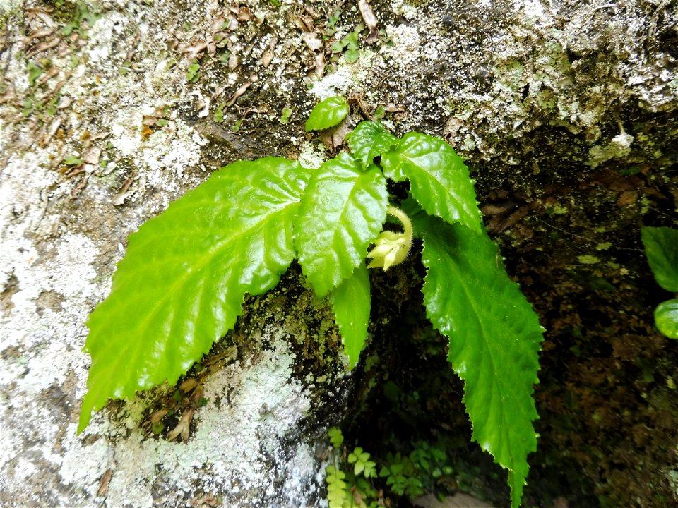 Conandron ramondiodes, basal leaves and young flower bud. Growing on deeply shaded rock wall. Located at Jōchi-ji, Kamakura, Kanagawa Prefecture, Japan.