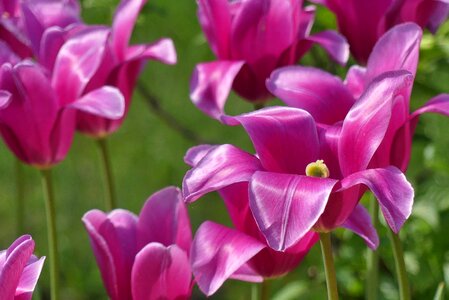 Plant flower garden