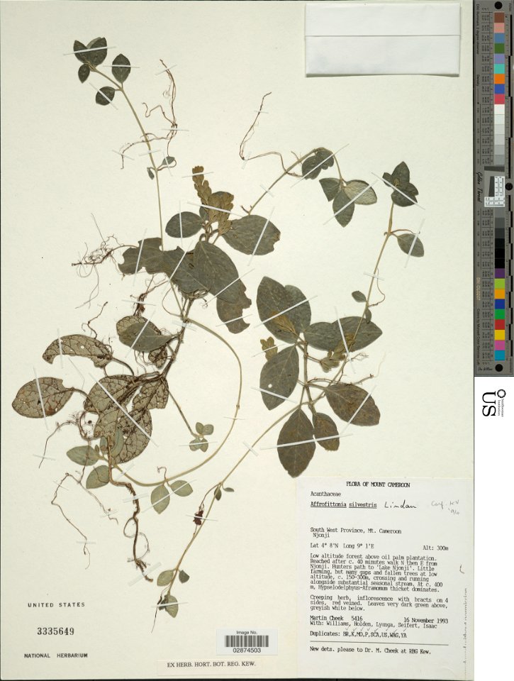 *Afrofittonia silvestris Lindau
Object Details
Biogeographical Region
23 - West-Central Tropical Africa
Collector
Martin R. Cheek
-- Williams
Holden
-- Lyunga
et al.
Max. Elevation
400
Min. Elevation
