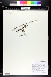 Utricularia ochroleuca