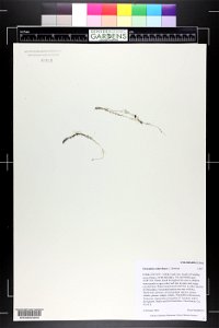 Utricularia ochroleuca