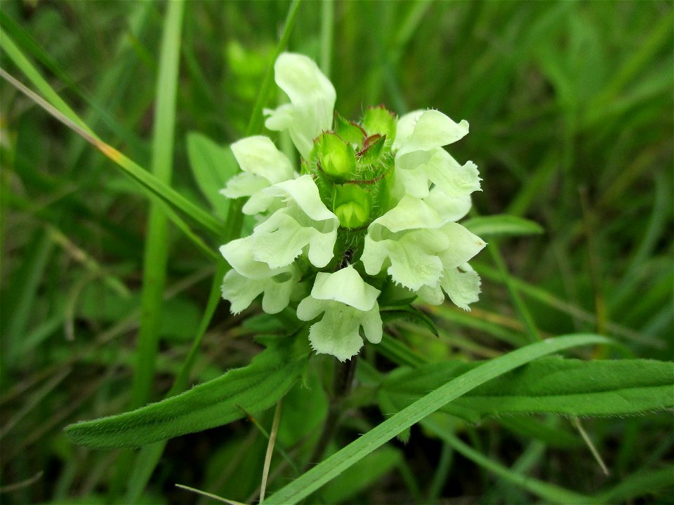 Weiße Braunelle (Prunella laciniata) im Naturschutzgebiet Südlicher Bliesgau/Auf der Lohe bei Gersheim