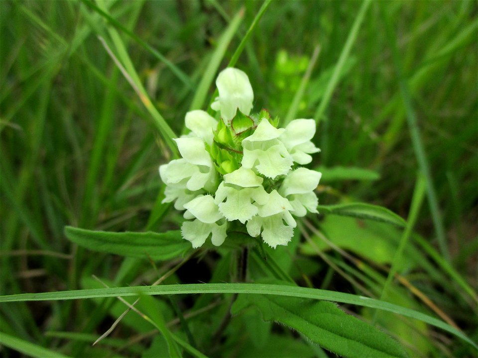 Weiße Braunelle (Prunella laciniata) im Naturschutzgebiet Südlicher Bliesgau/Auf der Lohe bei Gersheim