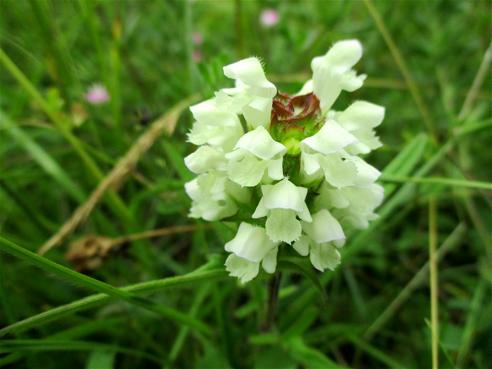 Weiße Braunelle (Prunella laciniata) im Naturschutzgebiet Südlicher Bliesgau/Auf der Lohe bei Gersheim