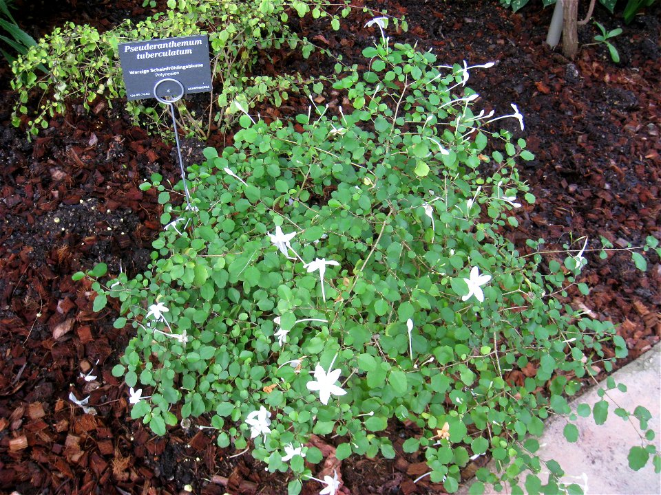 Pseuderanthemum tuberculatum specimen in the Botanischer Garten, Berlin-Dahlem (Berlin Botanical Garden), Berlin, Germany.