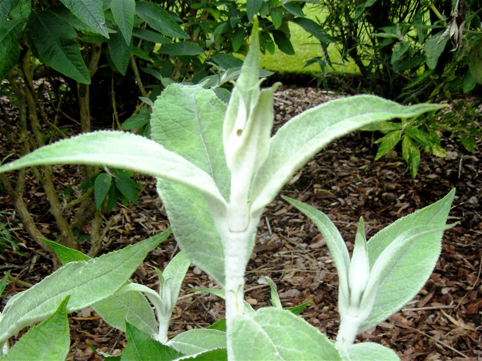 Photo of Buddleja nivea foliage, Longstock Park Nursery