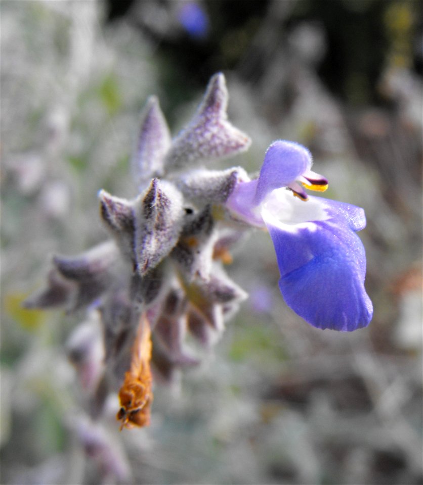 Endemic to Cedros Island and the nearby Vizcaino peninsula, in southwestern Baja California state, México.
Growing at Rancho Santa Ana Botanic Garden in Claremont, Southern California.
Identified by s