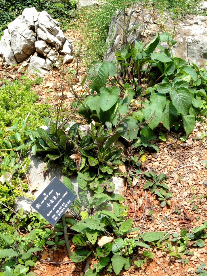 Plant specimen in the Kunming Botanical Garden, Kunming, Yunnan, China.