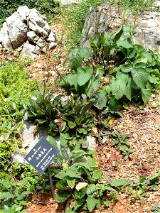 Plant specimen in the Kunming Botanical Garden, Kunming, Yunnan, China.