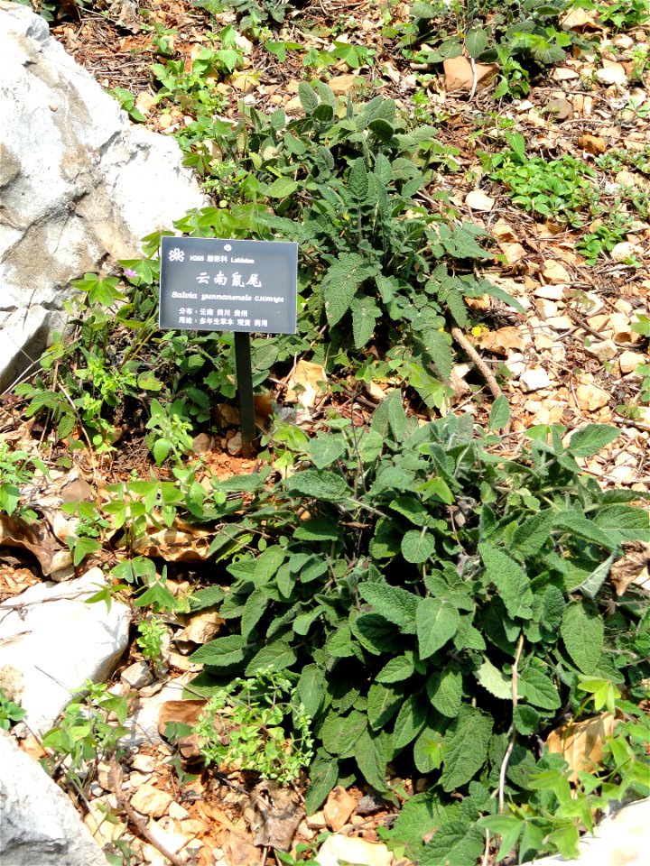 Plant specimen in the Kunming Botanical Garden, Kunming, Yunnan, China.