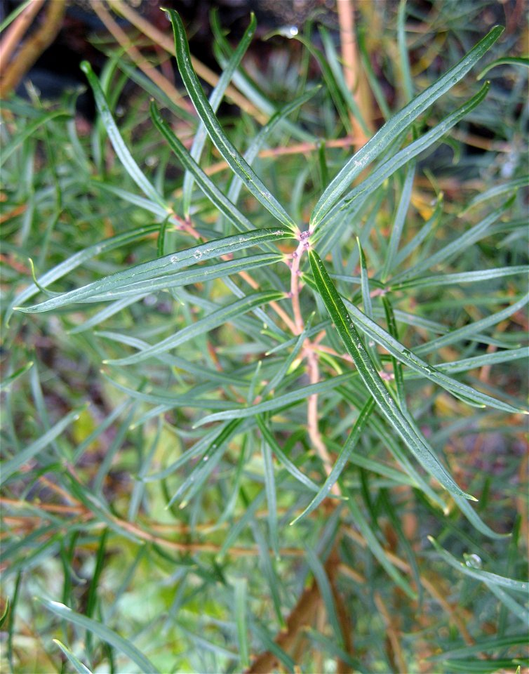 juvenile foliage of Nestegis montana, Narrow-leaved maire tree, Auckland, New Zealand