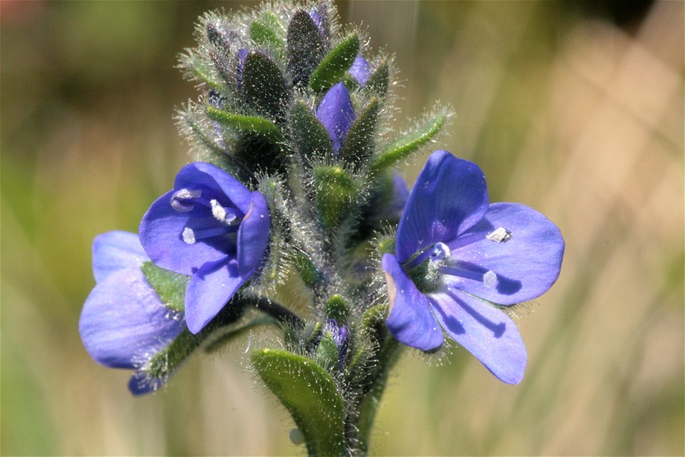 Veronica bellidioides