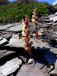 Orobanche latisquama en el Parque Natural de Calblanque (Cartagena). Al fondo romero, planta a la que parasita.