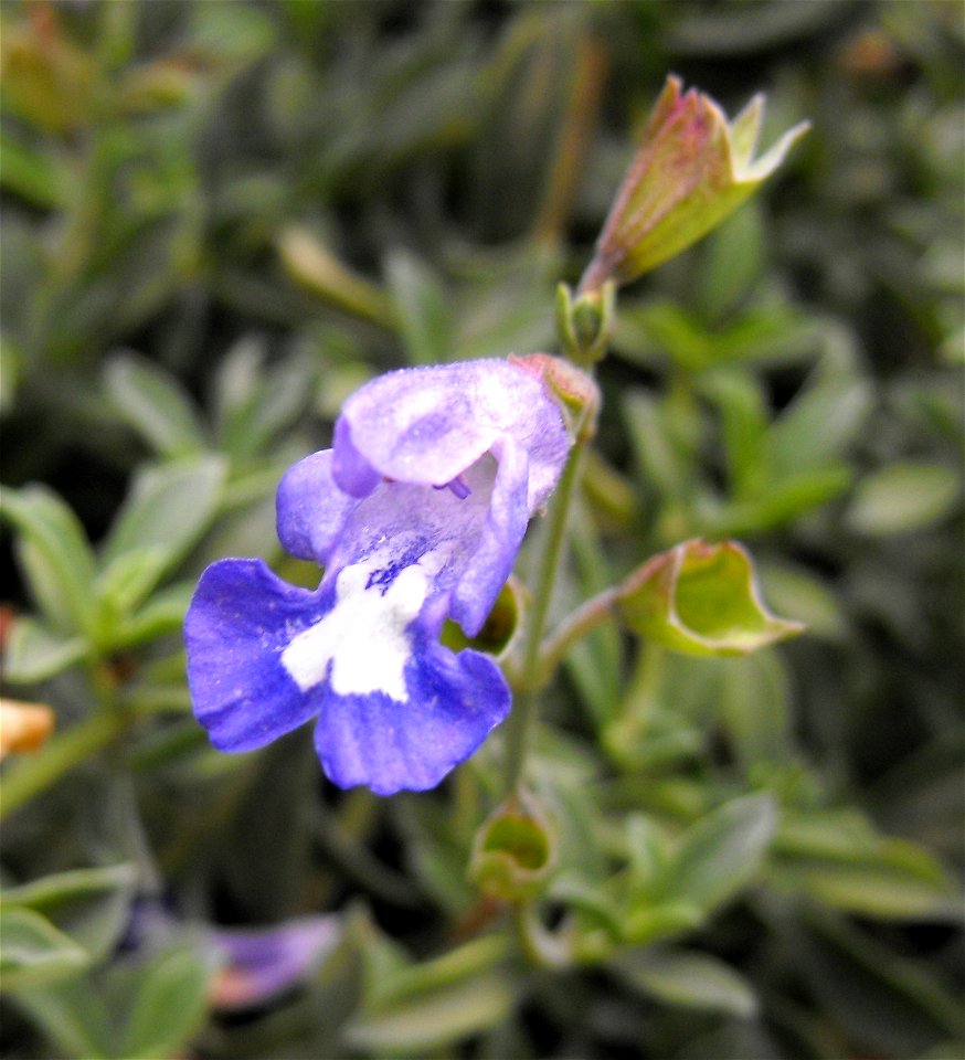Salvia muirii on display at the San Diego County Fair, California, USA. Identified by exhibitor's sign.