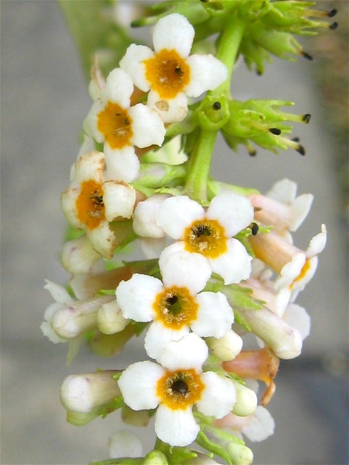 Close up photo of Buddleja forrestii flowers.