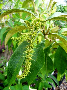 Photo of Buddleja forrestii foliage and inchoate panicle