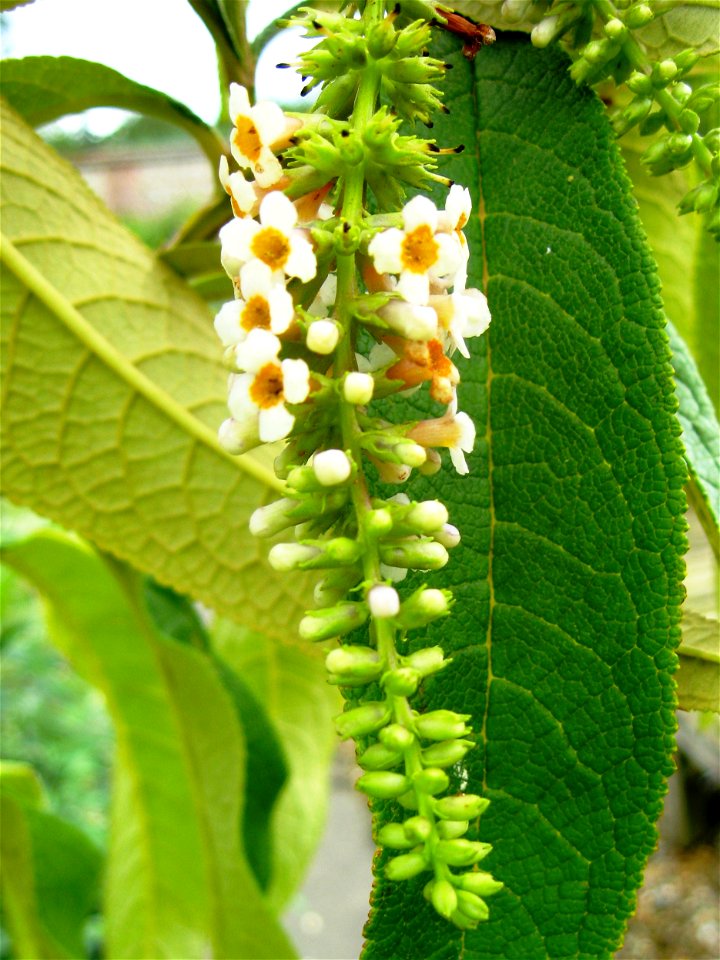 Photo of the inflorescence of Buddleja forrestii.