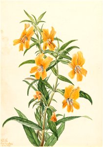 Buff Monkeyflower (Diplacus longiflorus)