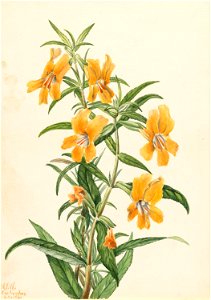 Buff Monkeyflower (Diplacus longiflorus) photo