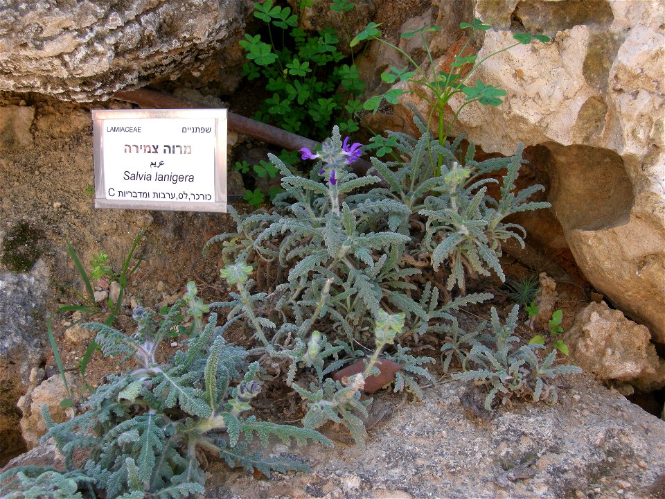 Botanical Garden of Mount Scopus