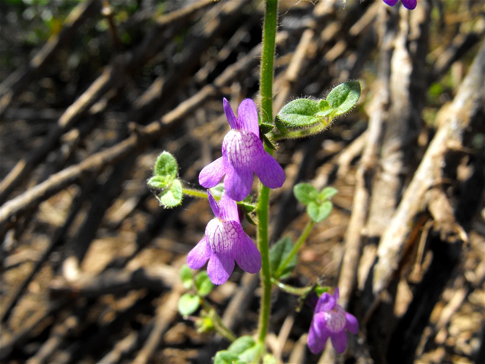 — Nuttall's snapdragon.
At Lake Poway, in San Diego County, NW Peninsular Ranges, Southern California.