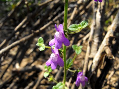 — Nuttall's snapdragon. At Lake Poway, in San Diego County, NW Peninsular Ranges, Southern California. photo