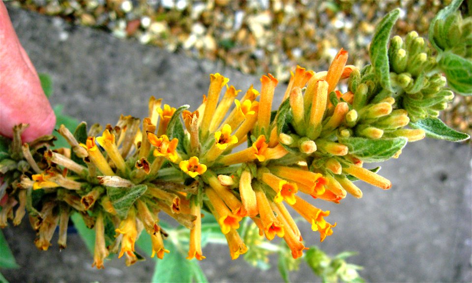 Pghoto of the inflorescence of Buddleja tubiflora.