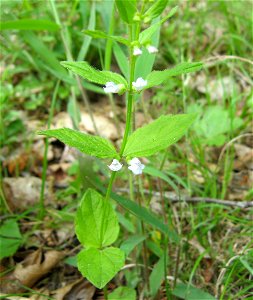 Scutellaria nervosa. Woodland opening near Crooked Creek Barrens, Lewis County, Kentucky.