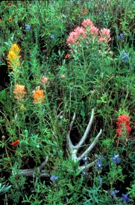 Image title: Prairie paintbrush plant flowering castilleja purpurea Image from Public domain images website, http://www.public-domain-image.com/full-image/flora-plants-public-domain-images-pictures/fl photo
