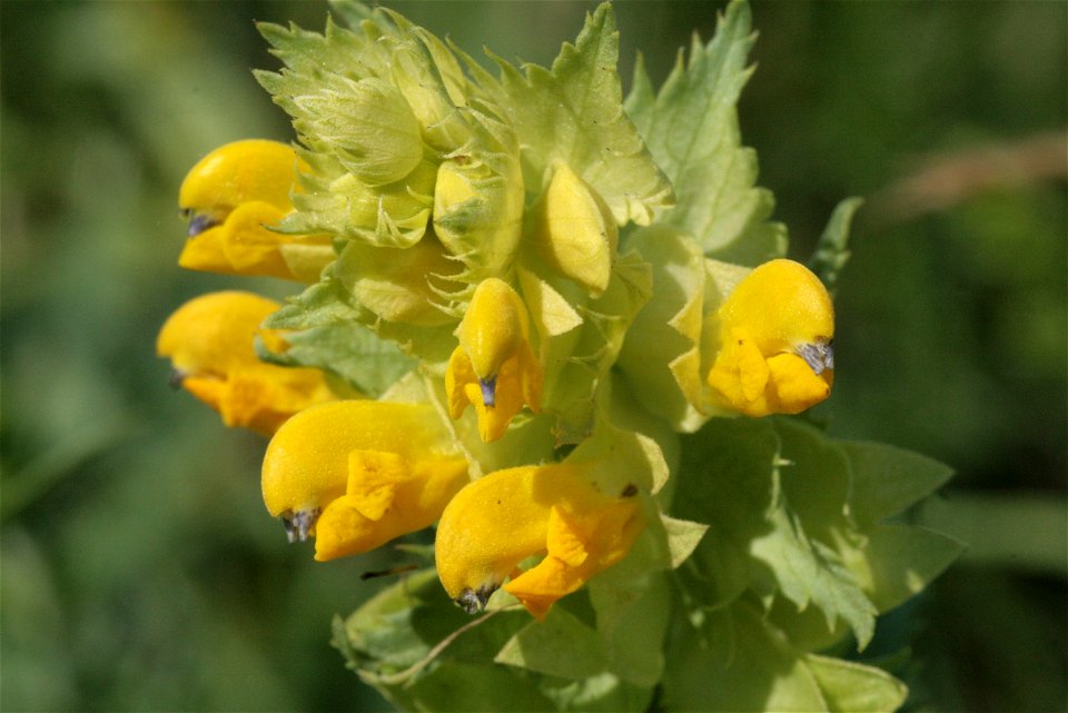 Rhinanthus serotinus