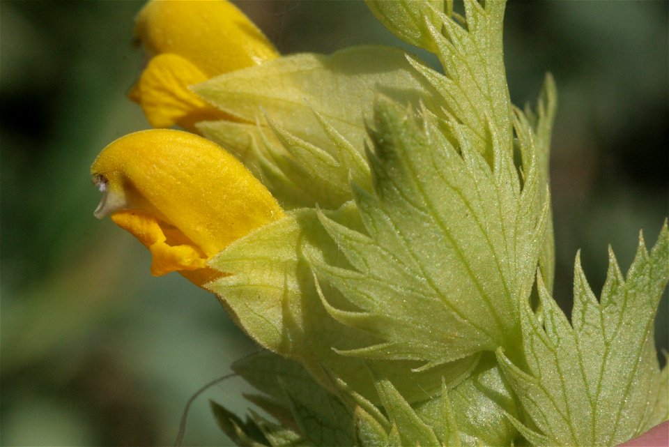 Rhinanthus serotinus