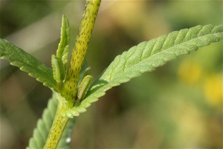 Rhinanthus serotinus