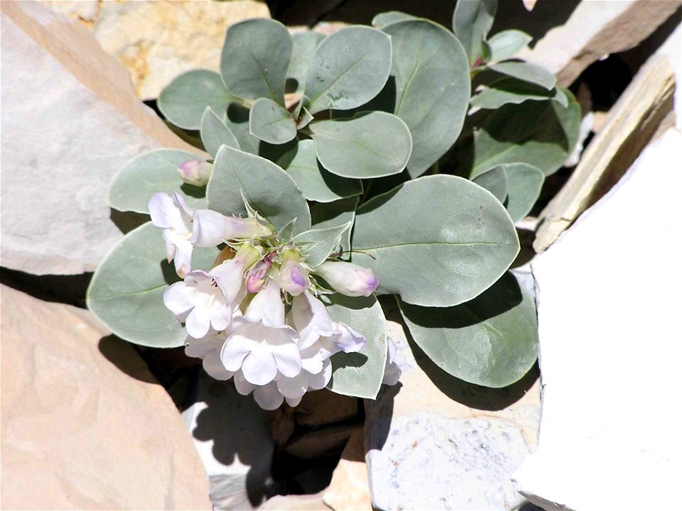 Image title: Close up of dark green leaves and white flowers (Penstemon debilis)
Image from Public domain images website, http://www.public-domain-image.com/full-image/nature-landscapes-public-domain-