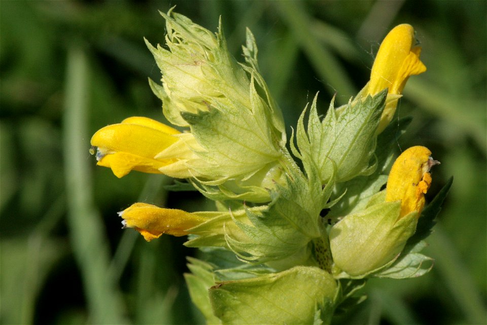 Rhinanthus serotinus