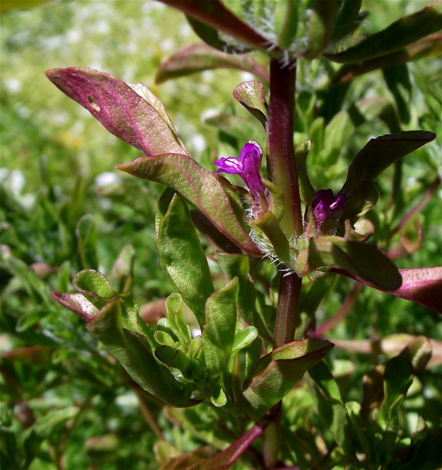 Pogogyne douglasii at the UC Botanical Garden, Berkeley, California, USA. Identified by sign.