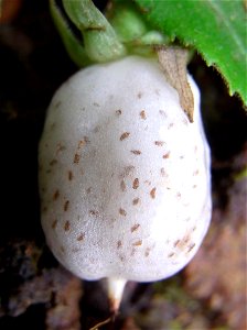Fieldia fruit at the rainforest at Mount Imlay, Australia