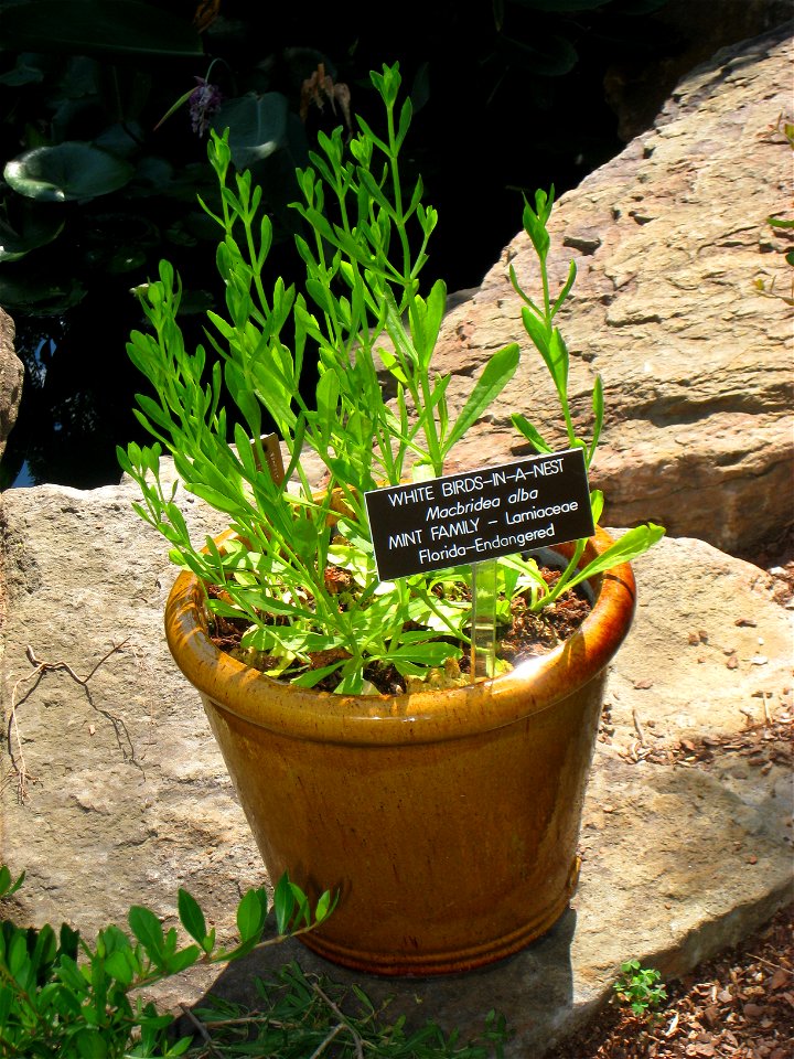 Macbridea alba, in the United States Botanic Garden, Washington, DC, USA.