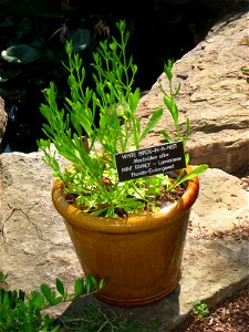 Macbridea alba, in the United States Botanic Garden, Washington, DC, USA.