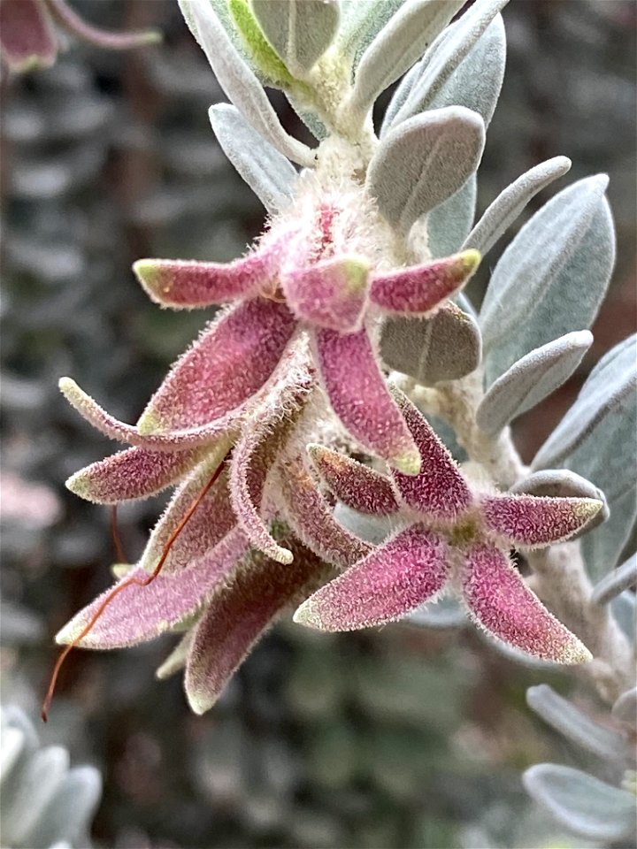 Eremophila glandulifera in the Australian Botanic Garden, Mount Annan