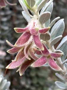 Eremophila glandulifera in the Australian Botanic Garden, Mount Annan