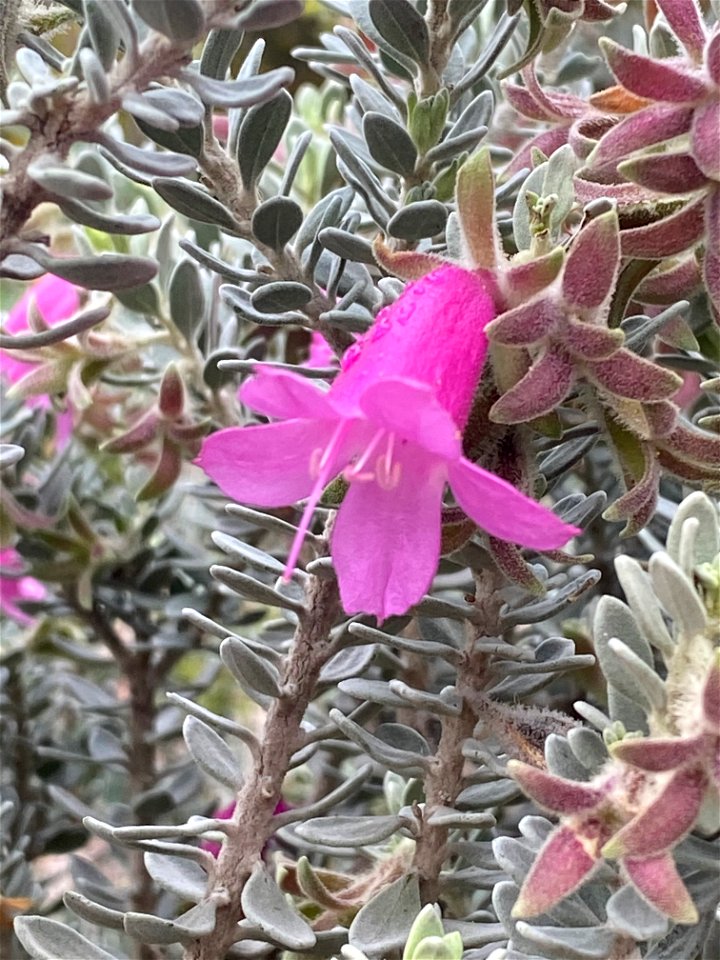 Eremophila glandulifera in the Australian Botanic Garden, Mount Annan