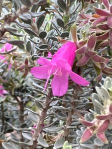 Eremophila glandulifera in the Australian Botanic Garden, Mount Annan