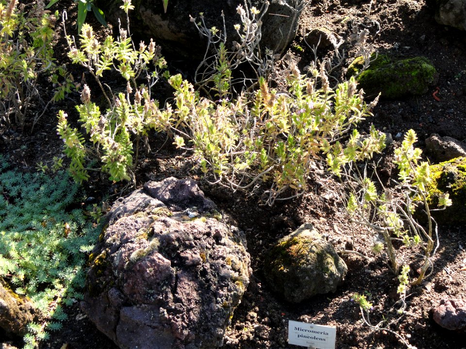 Botanical specimen in the Botanischer Garten, Frankfurt am Main, located at Siesmayerstraße 72, Frankfurt am Main, Germany.