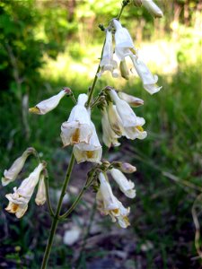 Penstemon tenuiflorus, found in Logan County Glade State Nature Preserve, Logan County, Kentucky. photo