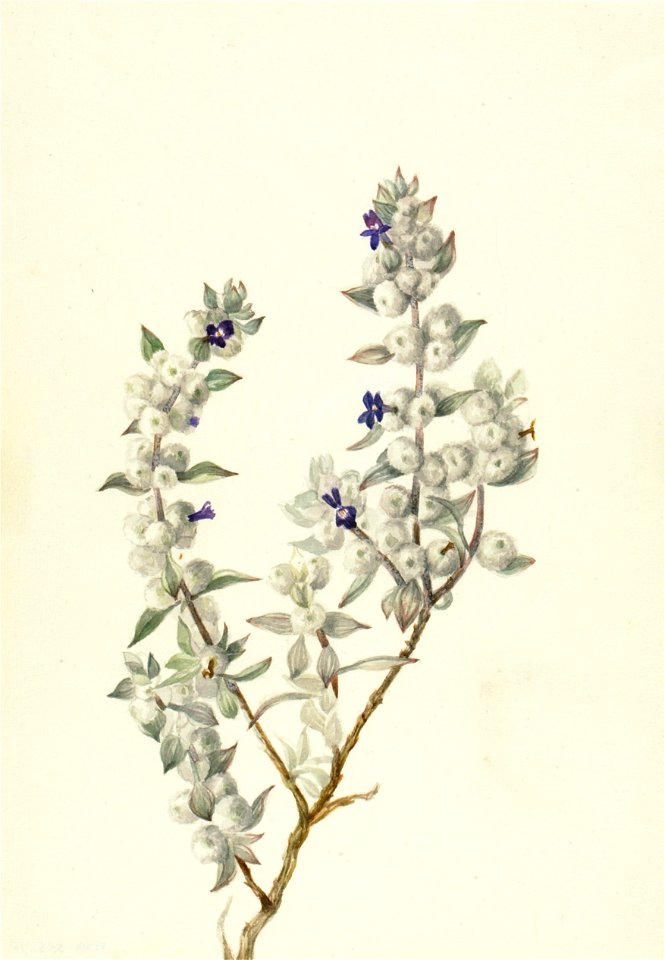 Death Valley Sage (Salvia funerea)