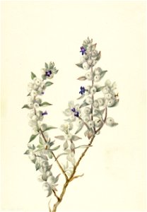 Death Valley Sage (Salvia funerea)